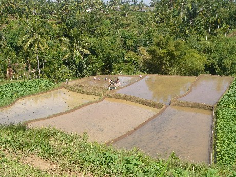 rizieres de lombok