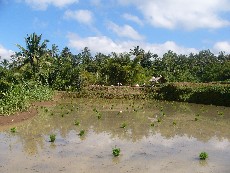tetebatu lombok