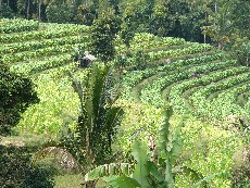 pentes du Rinjani Lombok